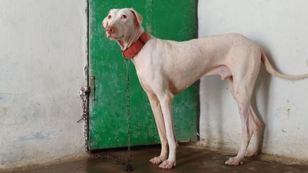 temp_dog-37