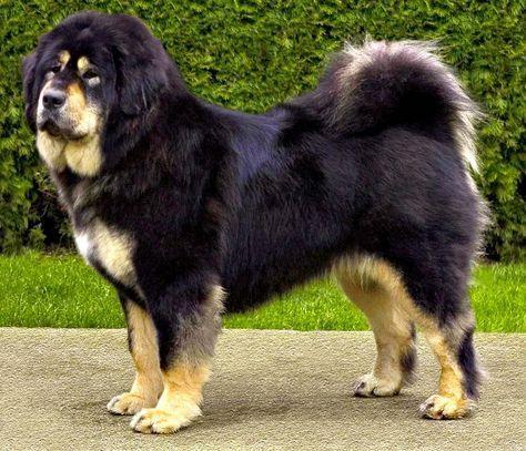 temp_dog-39