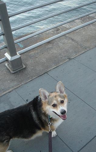 temp_dog-44
