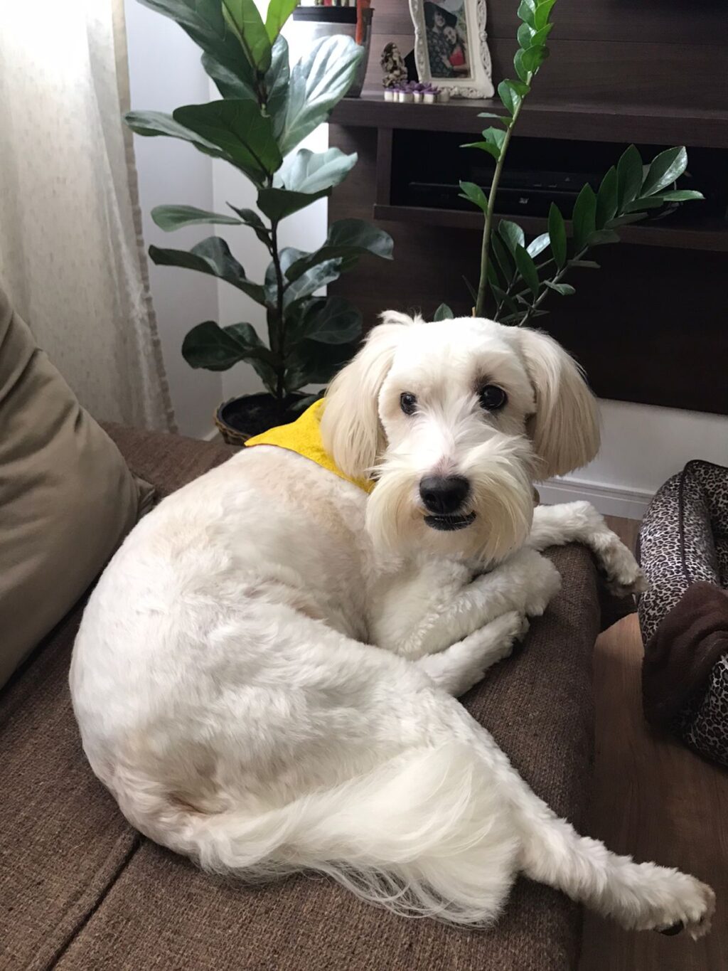 temp_dog-46