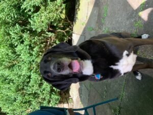 temp_dog-48