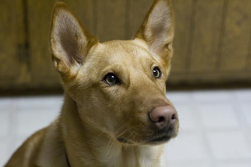 temp_dog-49