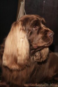 temp_dog-50
