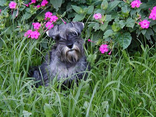 temp_dog-52
