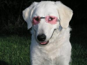 temp_dog-54