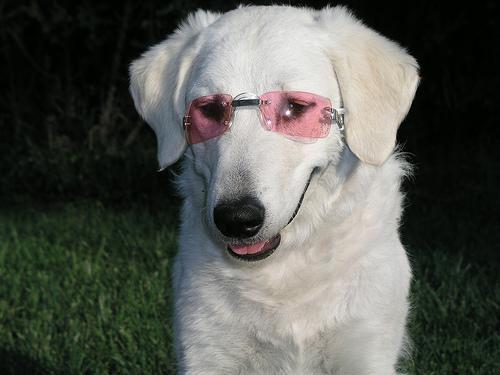 temp_dog-54