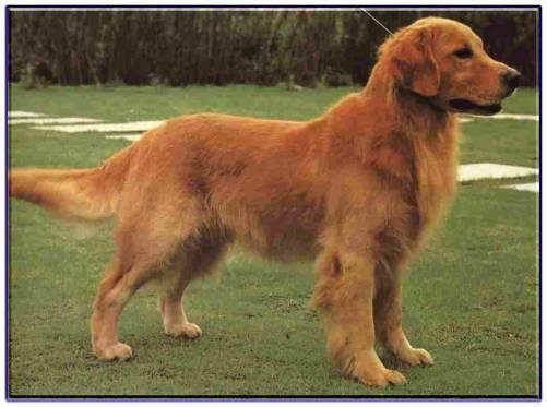 temp_dog-55