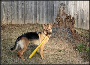 temp_dog-56