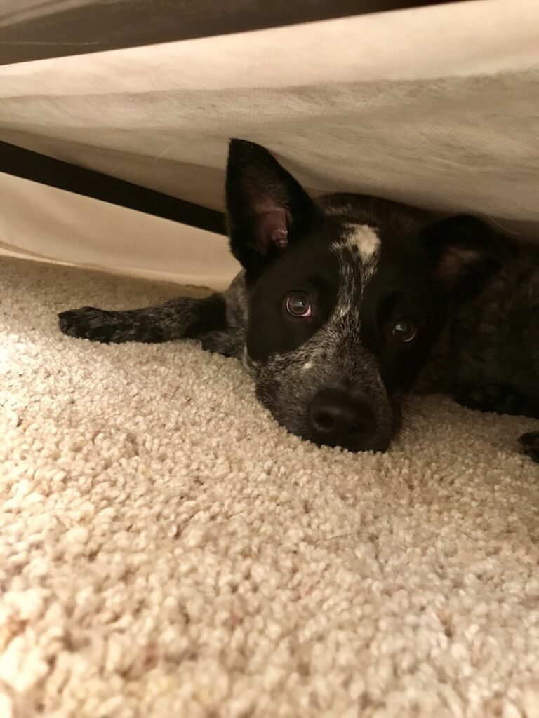 temp_dog-58