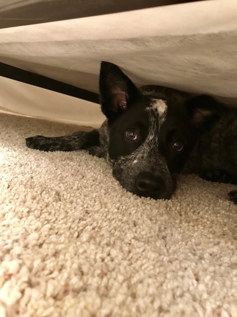 temp_dog-58