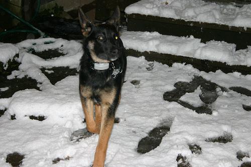temp_dog-6