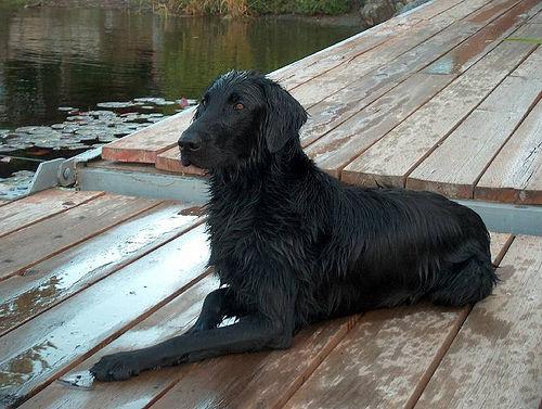 temp_dog-60