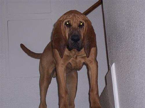 temp_dog-64