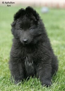 temp_dog-65
