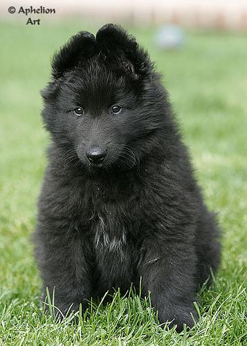 temp_dog-65