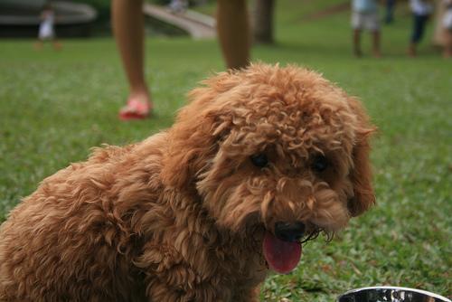 temp_dog-66