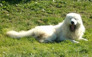 temp_dog-67