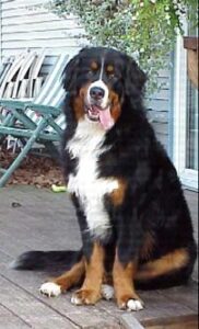 temp_dog-68
