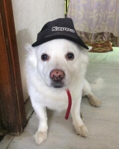 temp_dog-71