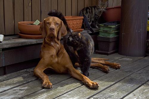 temp_dog-72