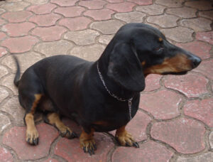 temp_dog-73
