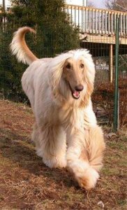temp_dog-75