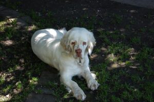 temp_dog-76