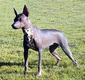 temp_dog-77