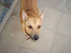 temp_dog-8