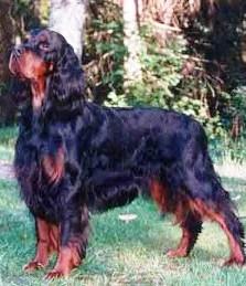 temp_dog-80