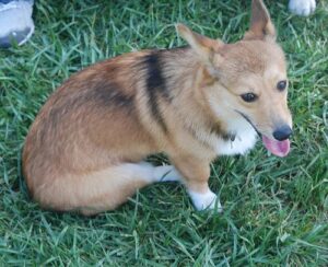 temp_dog-81