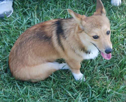 temp_dog-81
