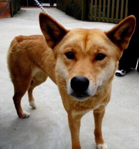 temp_dog-82