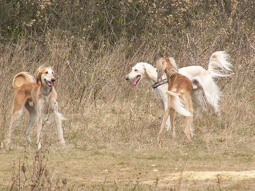 temp_dog-83