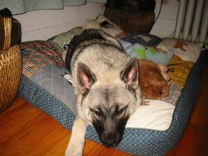 temp_dog-84
