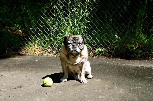 temp_dog-86