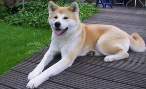 temp_dog-88
