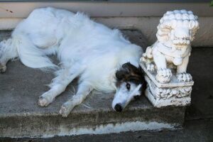 temp_dog-9