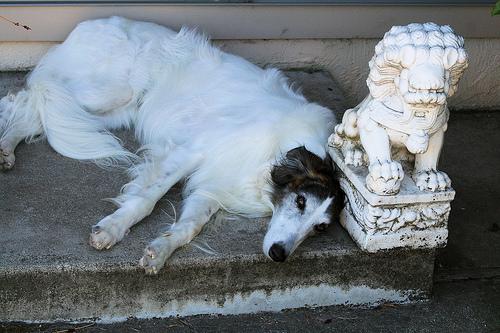 temp_dog-9