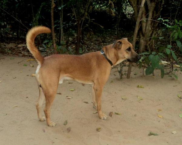 temp_dog-90