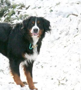 temp_dog-91