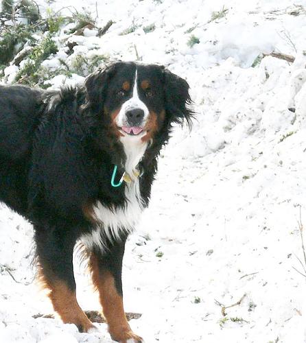 temp_dog-91