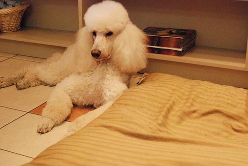 temp_dog-93