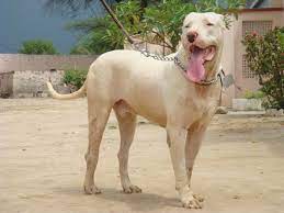 temp_dog-97