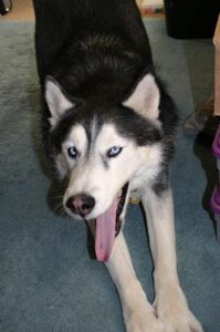 temp_dog-98