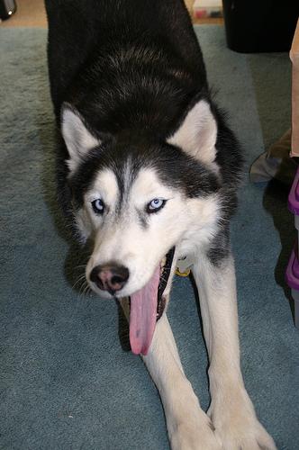 temp_dog-98