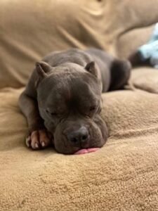 wally-a-csunya-pitbull-akit-senki-sem-akart-vegre-boldog-otthonra-lelt-63a1d9e2