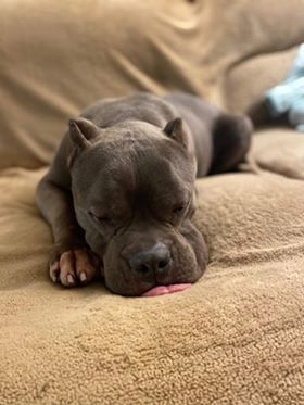 wally-a-csunya-pitbull-akit-senki-sem-akart-vegre-boldog-otthonra-lelt-63a1d9e2