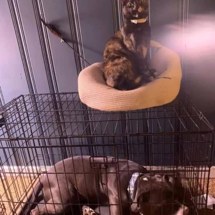 winston-a-macskanak-hitt-pitbull-egy-kulonleges-baratsag-tortenete-691385c3