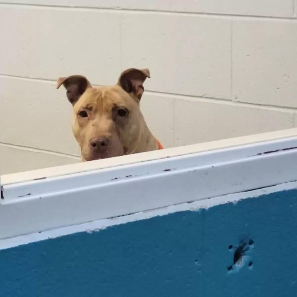 zeusz-a-maganyos-pitbull-aki-megtalalta-a-boldogsagot-egy-szemetdarabban-f2a09393